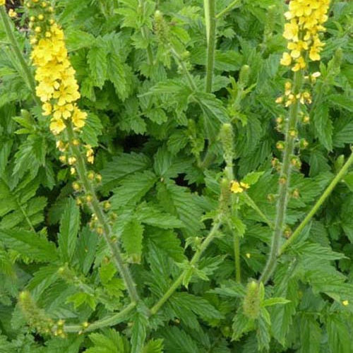 Gemeiner Odermennig - Bakker