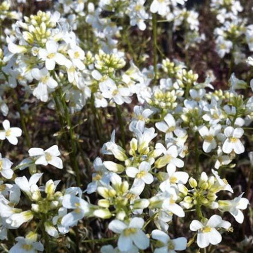 Gänsekresse Variegata - Arabis ferdinandi-coburgii variegata - Gartenpflanzen