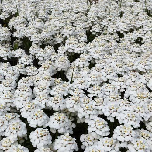 Thlaspi immergrün Schneeflocke Silberkörbe - Iberis sempervirens schneeflocke - Gartenpflanzen