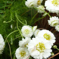 Römische Kamille Ligulosum - Bakker