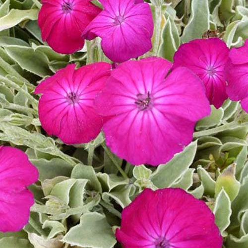 Vexiernelke 'Atrosanguinea' - Bakker