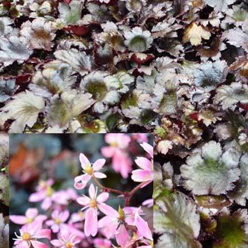 Schwarzblättriger Steinbrech Black Ruby - Bakker