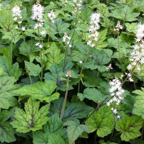 Schaumblüte Running Tiger - Tiarella cordifolia running tiger - Gartenpflanzen