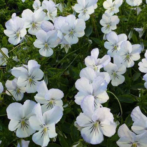 Horn-Veilchen Icy but Spicy - Bakker