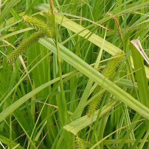 Falsche Segge - Carex pseudocyperus - Gartenpflanzen