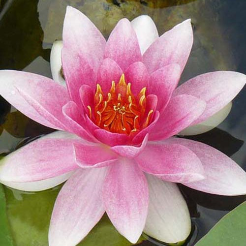 Seerose Masaniello - Bakker