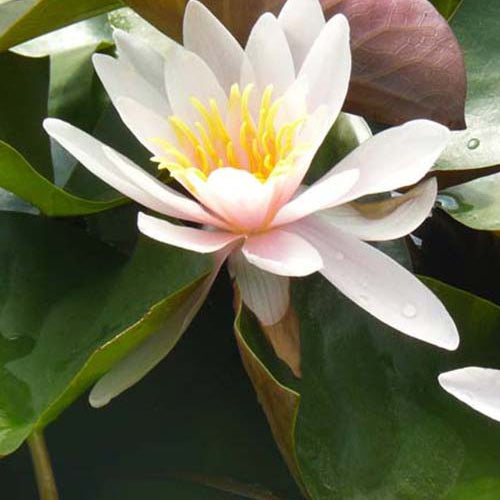 Seerose Rosennymphe - Bakker