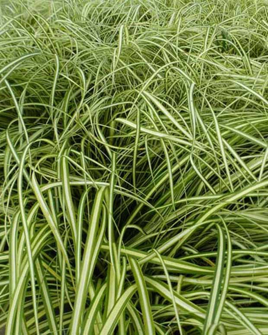 Segge Ice Cream - Bakker