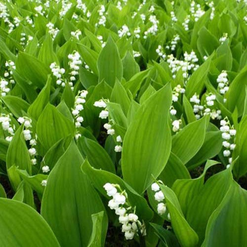 Convallaria majalis - Maiglöckchen 'Majalis' - Nackte Wurzeln