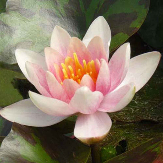 Seerose 'Aurora - Bakker