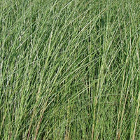 Chinaschilf 'Gracillimus' - Miscanthus sinensis gracillimus - Ziergräser