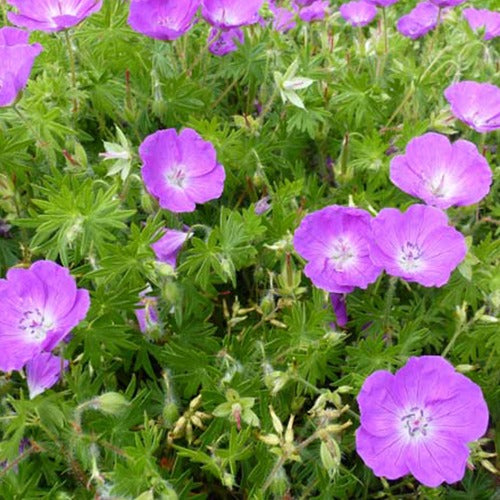 Mehrjährige Geranien Mischung (x9) - Geranium oxonianum katharine adèle , himalayense,