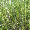 Zebra-Simse 'Zebrinus' - Schoenoplectus tabernaemontani zebrinus - Teich