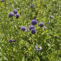 Teufelsabbiss (x3) - Bakker