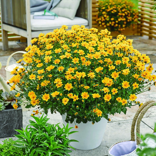 Goldmarie (x3) - Bakker