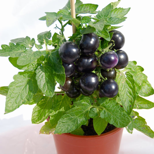 Kirschtomate Tartufo - Solanum lycopersicon tartufo - Saatgut