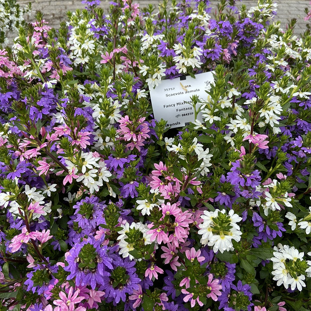 Fächerblumen gemischt (x3) - Bakker