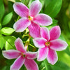 Rosa Jasmin Summer Scent - Jasminum x stephanense Starry Summer Scent - Gartenpflanzen
