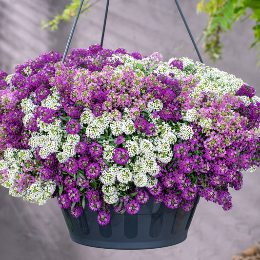 Strandkraut (x3) - Bakker