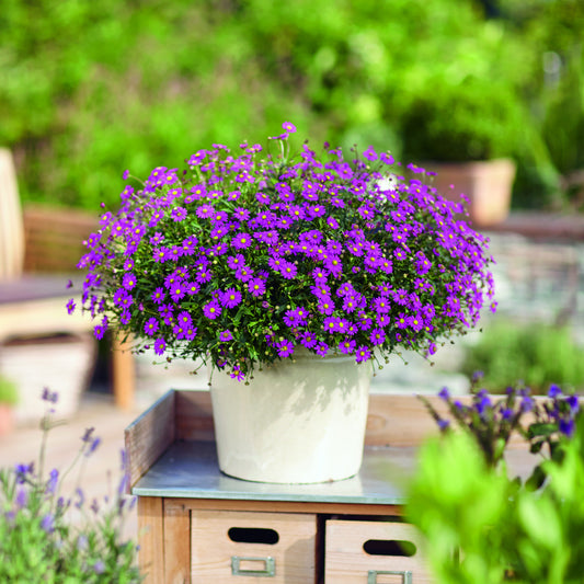 Rosa Gänseblümchen (x3) - Bakker