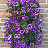 Calibrachoa Cabaret® Bumble Bee - Zauberglöckchen Bumble Bee (x3) - Petunien und Calibrachoa