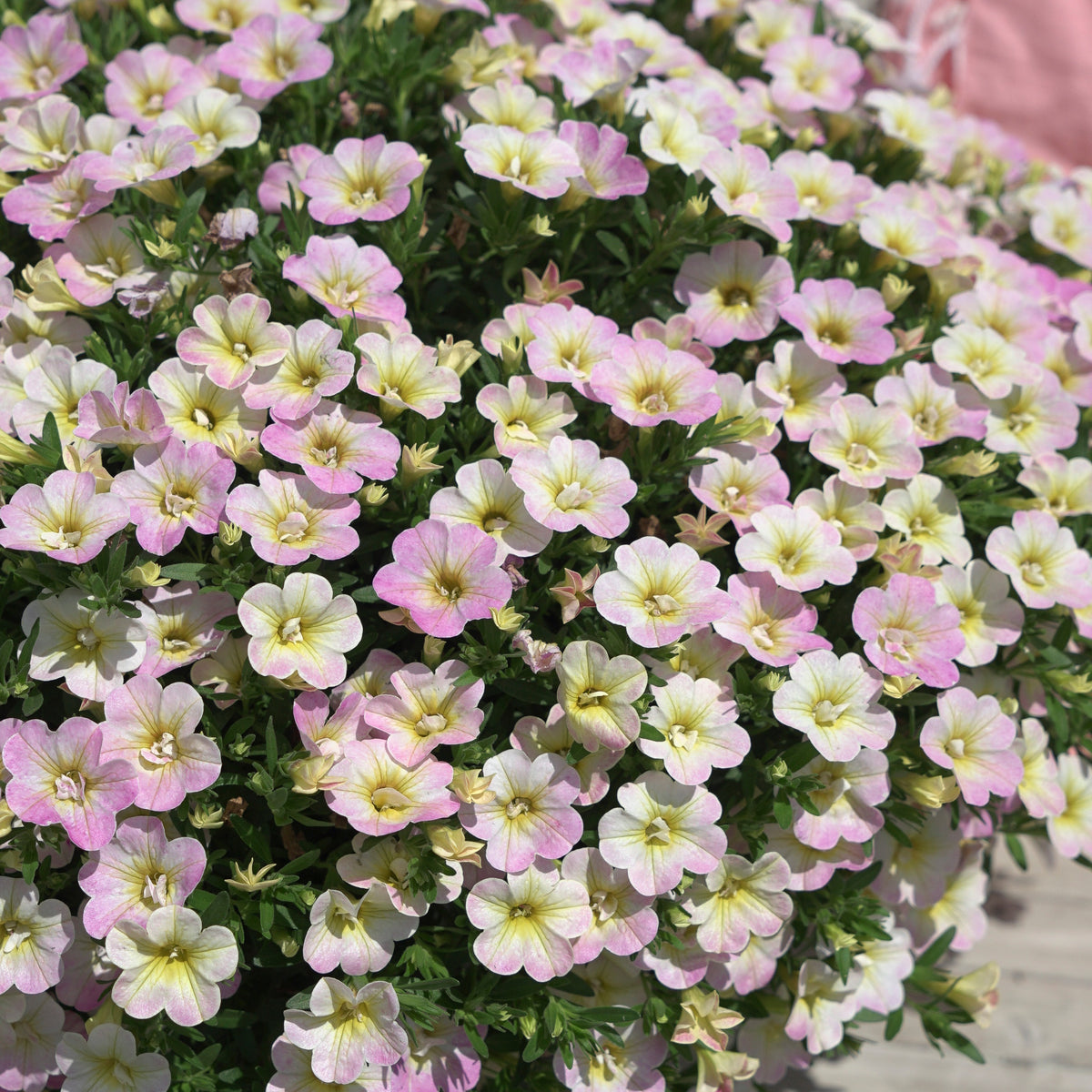 Zauberglöckchen Pastelfarben (x3) - Calibrachoa Fancy Francy - Bakker