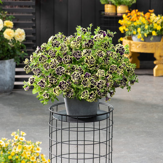 Schwarz-Gelb gefüllte Petunie (x3) - Bakker