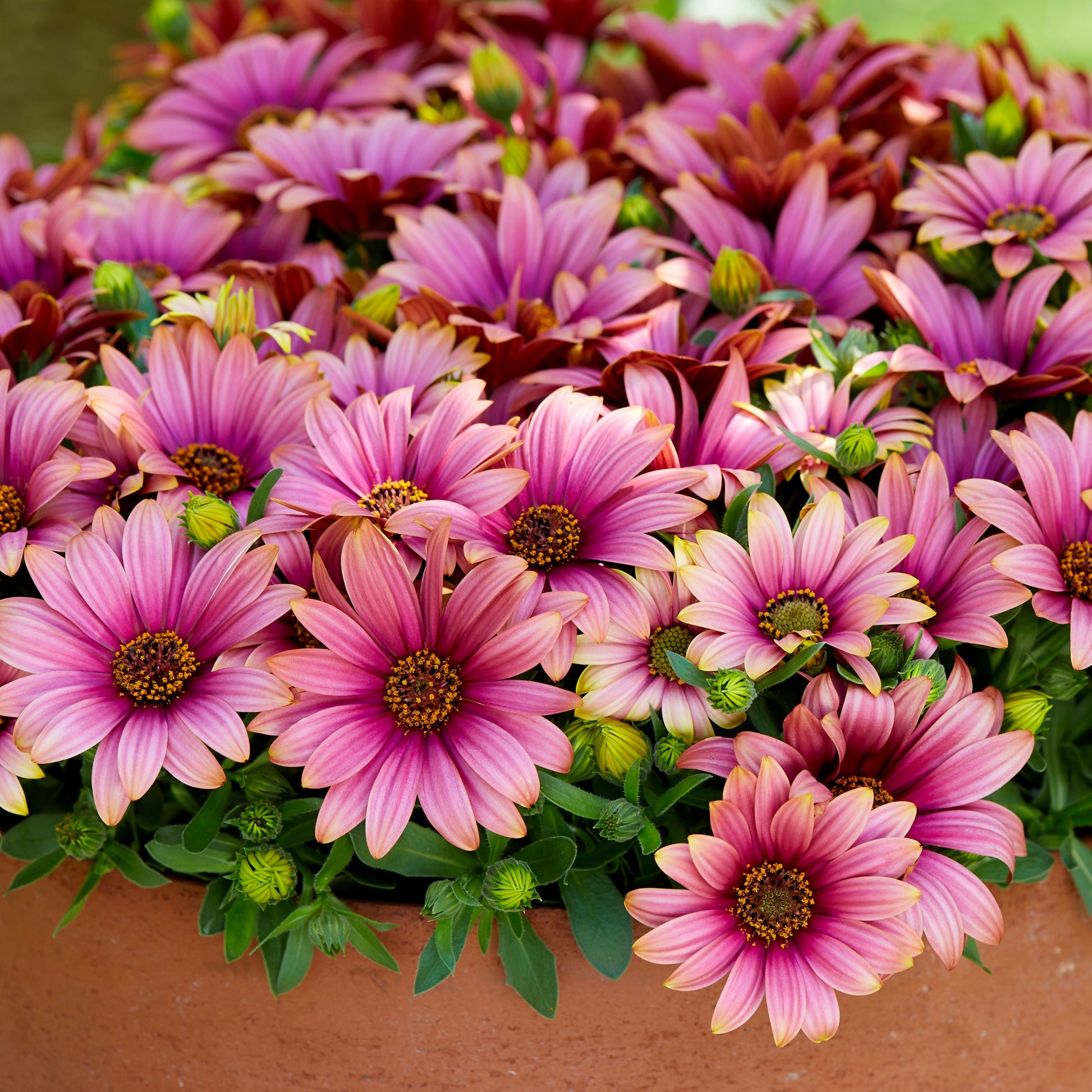 Kapmargeriten zweifarbig (lila/weiß) (x3) - Osteospermum Havilah