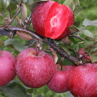 Apfelbaum Baya Marisa - Obst