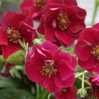 Fragaria summer breeze®  rose - Erdbeere 'Summer Breeze Rose' (x3) - Erdbeeren