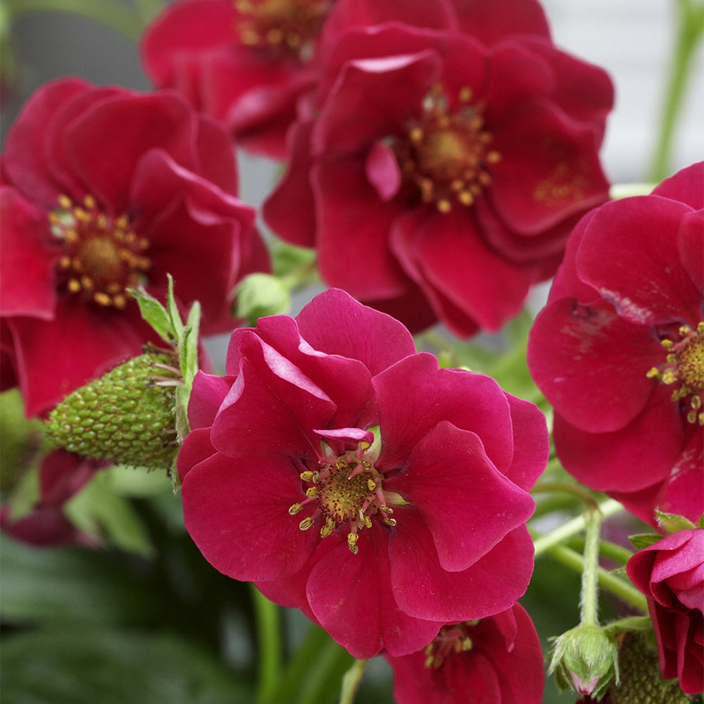 Fragaria summer breeze®  rose - Erdbeere 'Summer Breeze Rose' (x3) - Erdbeeren