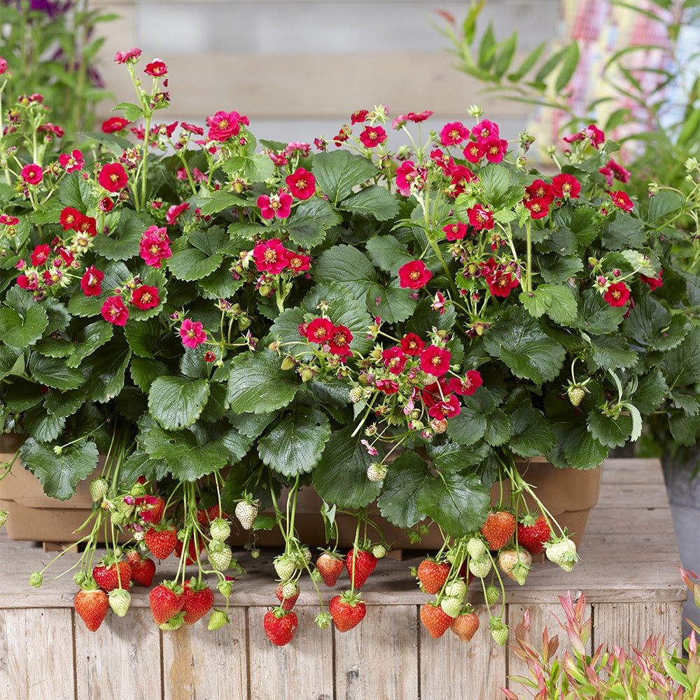 Erdbeeren - Erdbeere 'Summer Breeze Rose' (x3) - Fragaria summer breeze®  rose