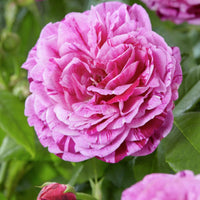 Historische Rose Ferdinand Pichard (Bourbon) - Rosa Ferdinand Pichard - Pflanzensorten