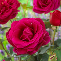 Edelrose Oklahoma - Rosa oklahoma - Pflanzensorten