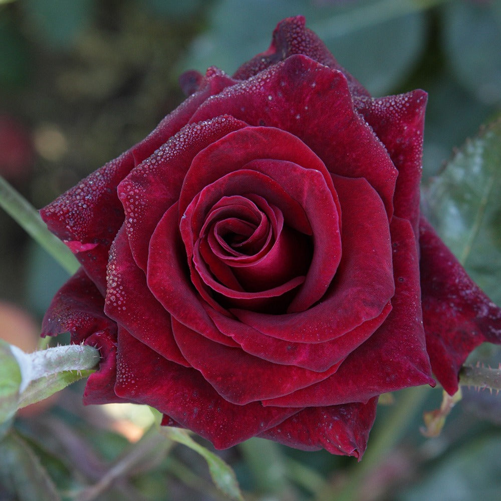 Kollektion Edelrosen (Black Baccara, Candy stripe, Helga) (x3) - Rosa 'black baccara', 'candy stripe', 'helga' - Gartenpflanzen