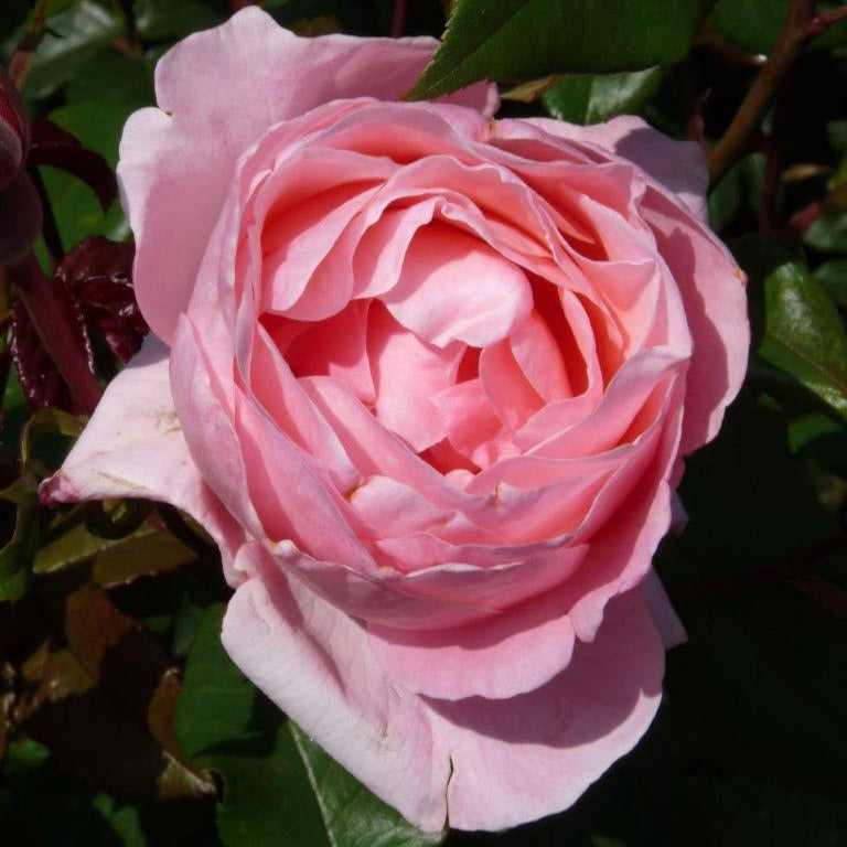 Rose Queen Elisabeth - Rosa Queen Elisabeth - Pflanzensorten