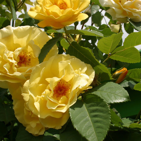 Kletterrose Golden Gate® - Bakker