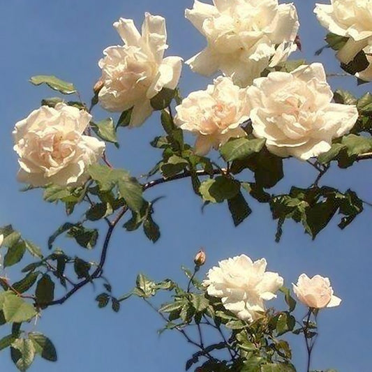 Kletterrose Madame Alfred Carrière - Bakker