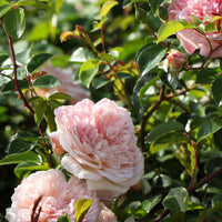 Kletterrose Gloire de Dijon - Rosa grimpant gloire de dijon - Gartenpflanzen