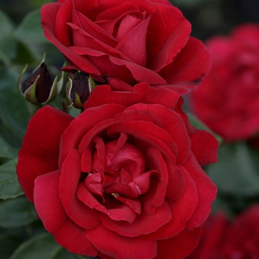Rose Shalom® - Rosa shalom® - Gartenpflanzen