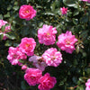 Bodendeckerrose Mirato - Bakker