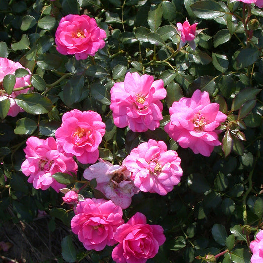 Bodendeckerrose Mirato - Rosa mirato - Gartenpflanzen