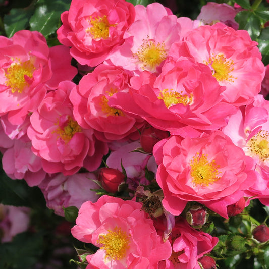 Rose Aromikeh Hotline® - Rosa aromikeh hotline® - Gartenpflanzen