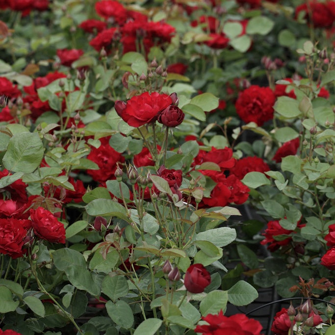 Rosenstrauch Lili Marleen - Rosa Lili Marleen - Gartenpflanzen