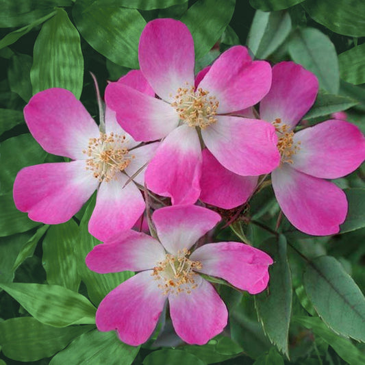 Rotblatt-Rose Glauca - Rosa glauca - Gartenpflanzen