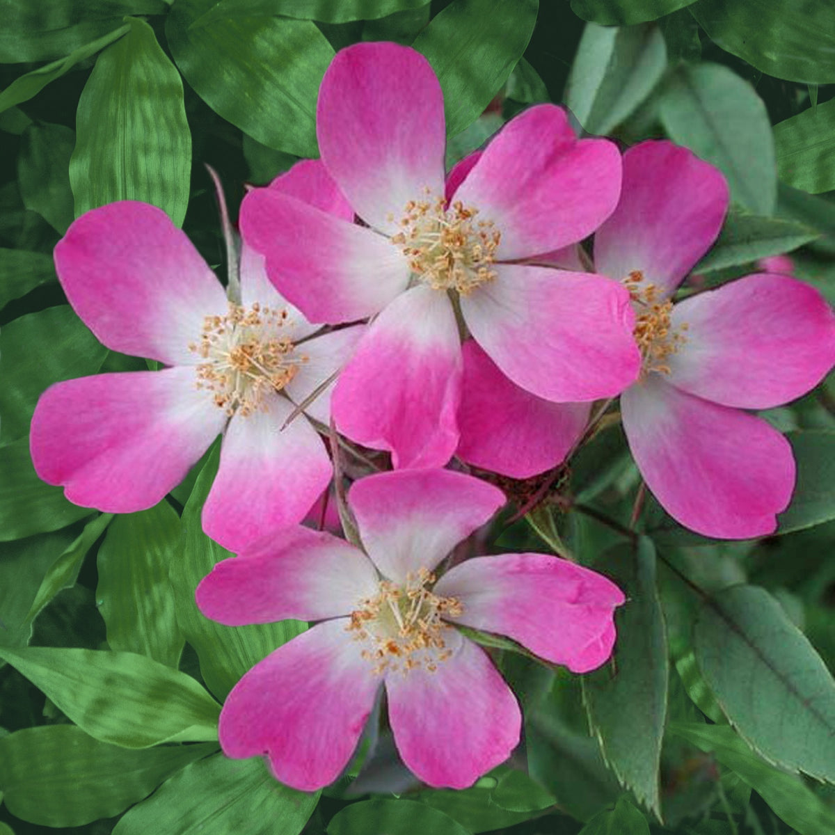 Rotblatt-Rose Glauca - Bakker