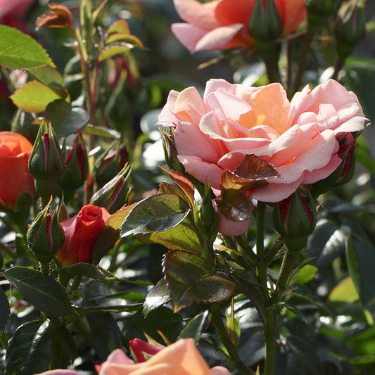Beetrose Aprikola® - Rosa Aprikola ® - Gartenpflanzen
