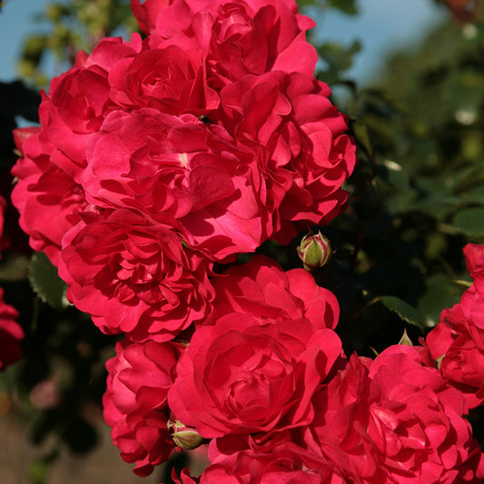 Rose Toscana® - Rosa Toscana ® - Gartenpflanzen