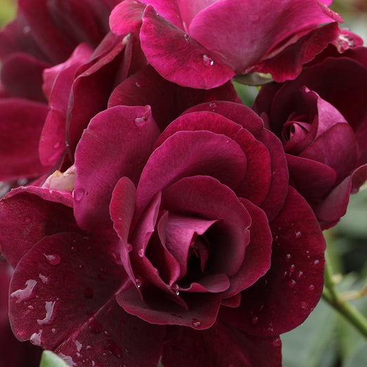 Rosenstrauch Burgundy Ice ® - Rosa burgundy ice ® - Gartenpflanzen