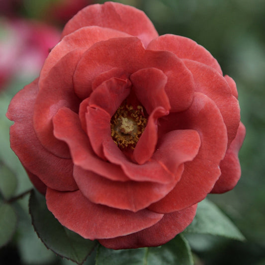 Edelrose Terracotta ® - Rosa terracotta ® - Gartenpflanzen